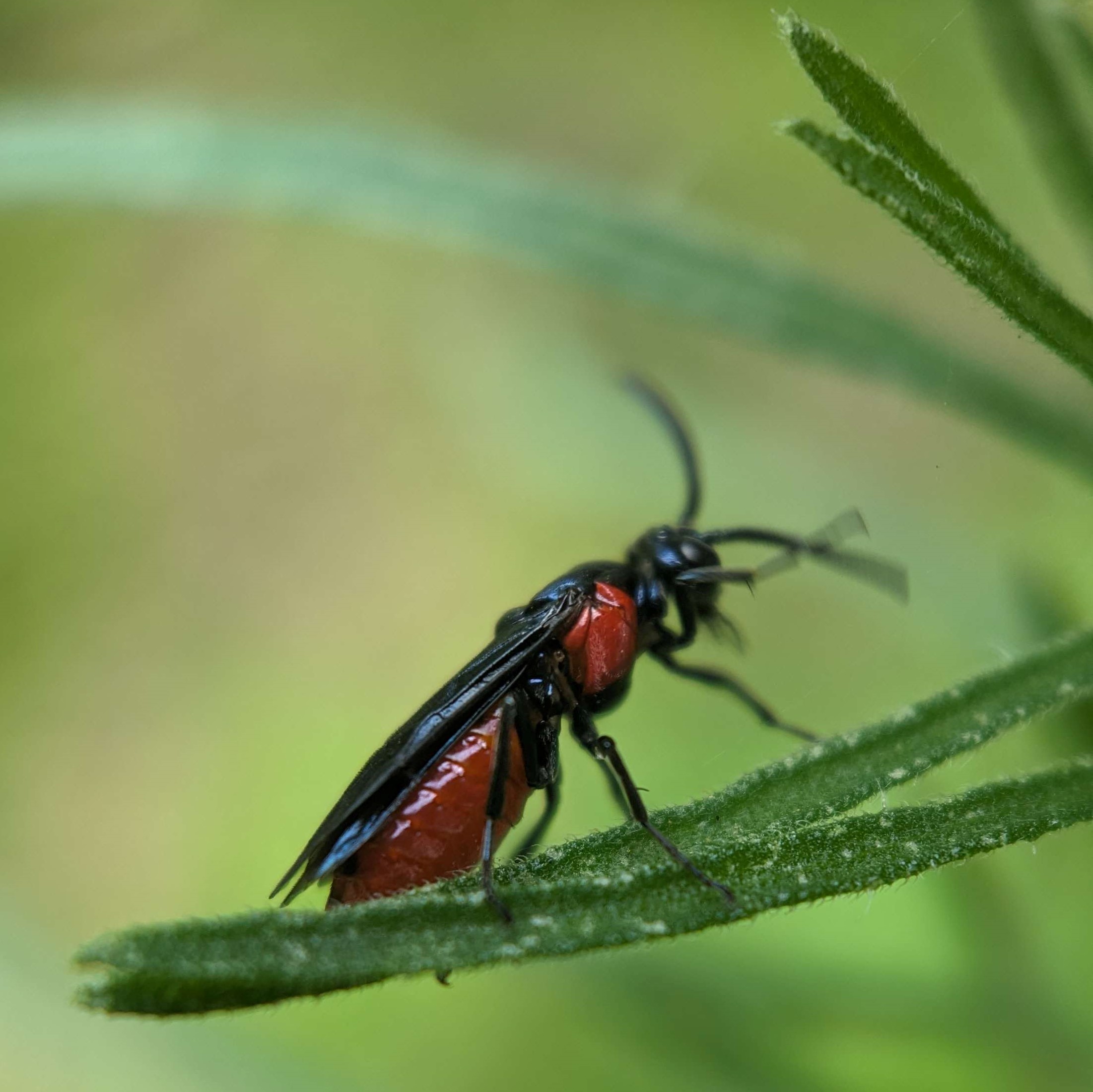 Picture of Arge humeralis